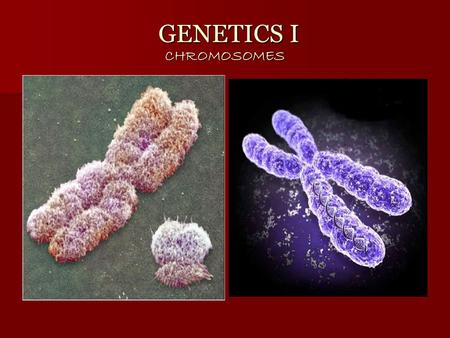 GENETICS I CHROMOSOMES GENETICS I CHROMOSOMES. A. CHROMOSOMES Chromosomes are found in the nucleus of the cell Chromosomes are found in the nucleus of.
