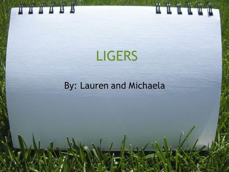 LIGERS By: Lauren and Michaela. What Are Ligers? Ligers are animals from the breeding of a male lion and a female tiger.This combination is a great result.