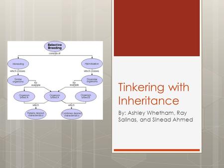 Tinkering with Inheritance By: Ashley Whetham, Ray Salinas, and Sinead Ahmed.