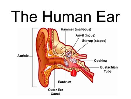The Human Ear. Main Parts of the Ear Outer Ear Middle Ear Inner Ear.