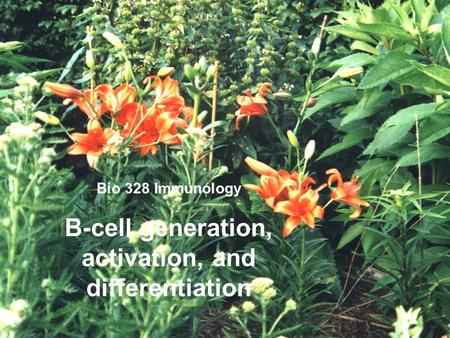 Bio 328 Immunology B-cell generation, activation, and differentiation.