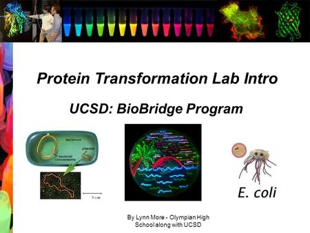 By Lynn More - Olympian High School along with UCSD Protein Transformation Lab Intro UCSD: BioBridge Program E. coli.