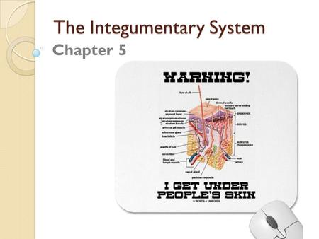 The Integumentary System Chapter 5. Standards and Objectives CLE 3251.2.1 Identify structures of the integumentary system and show the relationship between.
