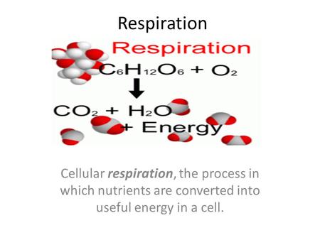 Respiration Cellular respiration, the process in which nutrients are converted into useful energy in a cell.