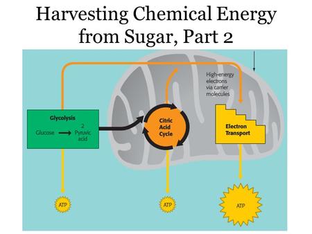 Sept. 20, 2013 Harvesting Chemical Energy from Sugar, Part 2.