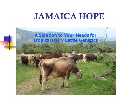 JAMAICA HOPE A Solution to Your Needs for Tropical Dairy Cattle Genetics 13-08-2008.