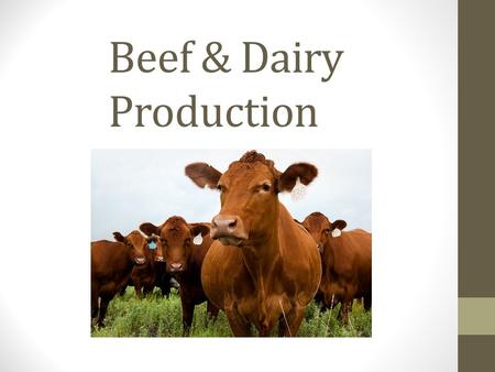 Beef & Dairy Production. How to decide?? Type of production varies greatly. Depends on: type of animals Location Facilities overall producer goals In.