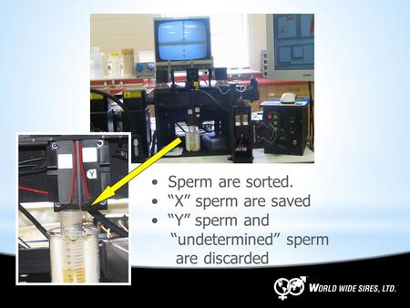Sperm are sorted. “X” sperm are saved “Y” sperm and “undetermined” sperm are discarded.