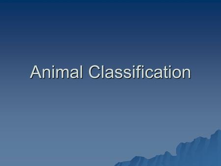 Animal Classification. Animals  Animals are spilt into two major groups:  Vertebrates  Invertebrates.