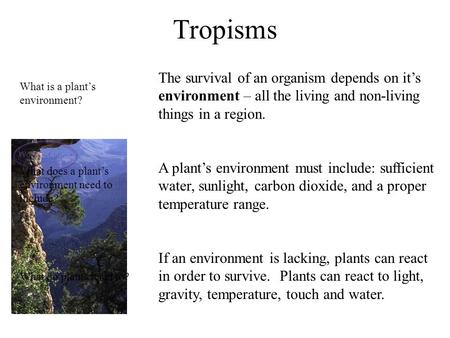 Tropisms The survival of an organism depends on it’s environment – all the living and non-living things in a region. A plant’s environment must include: