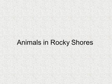 Animals in Rocky Shores. Rocky Shores consist of 3 main parts The rock crevices in the splash zone and the upper shore of the littoral zone The middle.