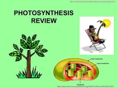 PHOTOSYNTHESIS REVIEW
