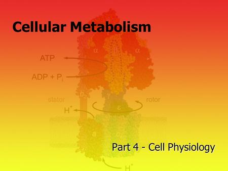Cellular Metabolism Part 4 - Cell Physiology. Lecture Outline Energy Systems & Flow Metabolism Basics Cellular Respiration –Glycolysis –Citric Acid Cycle.
