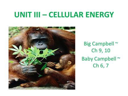 UNIT III – CELLULAR ENERGY Big Campbell ~ Ch 9, 10 Baby Campbell ~ Ch 6, 7.