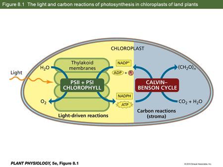 Figure 8.1 The light and carbon reactions of photosynthesis in chloroplasts of land plants.