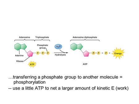 …transferring a phosphate group to another molecule = phosphorylation -- use a little ATP to net a larger amount of kinetic E (work)
