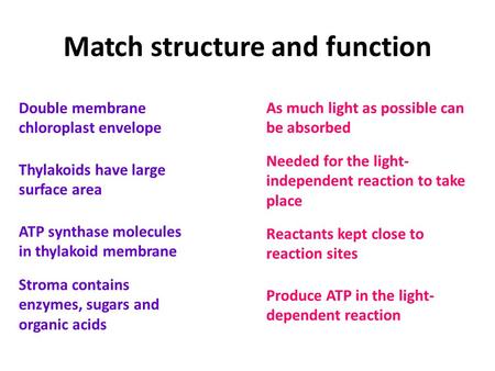 Match structure and function Double membrane chloroplast envelope Thylakoids have large surface area ATP synthase molecules in thylakoid membrane Stroma.