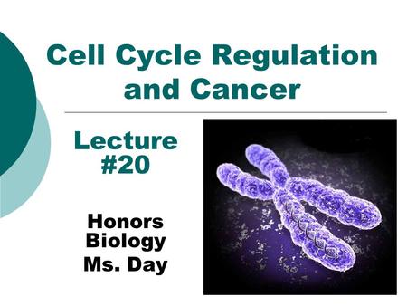Cell Cycle Regulation and Cancer Lecture #20 Honors Biology Ms. Day.