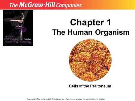 Copyright © The McGraw-Hill Companies, Inc. Permission required for reproduction or display. Chapter 1 The Human Organism Cells of the Peritoneum.