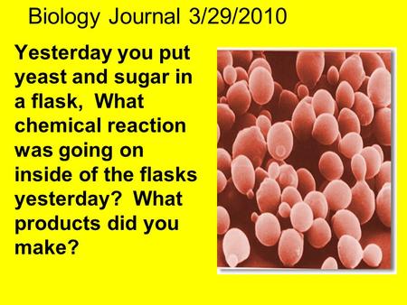Biology Journal 3/29/2010 Yesterday you put yeast and sugar in a flask, What chemical reaction was going on inside of the flasks yesterday? What products.