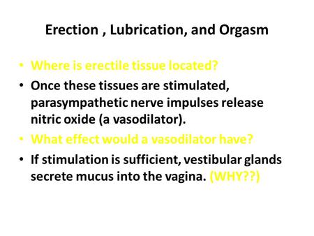 Erection, Lubrication, and Orgasm Where is erectile tissue located? Once these tissues are stimulated, parasympathetic nerve impulses release nitric oxide.
