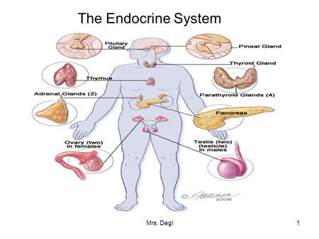 The Endocrine System Mrs. Degl.