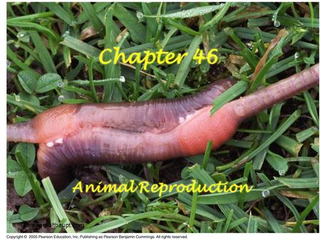 Travismulthaupt.com Chapter 46 Animal Reproduction.