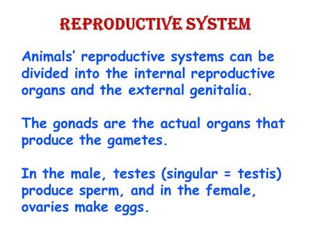 Reproductive System Animals’ reproductive systems can be divided into the internal reproductive organs and the external genitalia. The gonads are the actual.