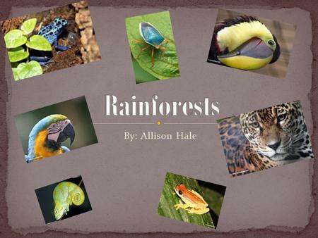 By: Allison Hale. Biomes are ecosystems that have certain plants and animals that live in that certain spot. Here are some biomes, Rainforest, Taiga,