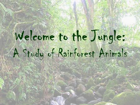 Welcome to the Jungle: A Study of Rainforest Animals.