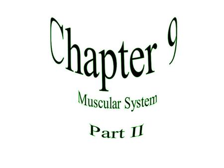 Chapter 9 Muscular System Part II.