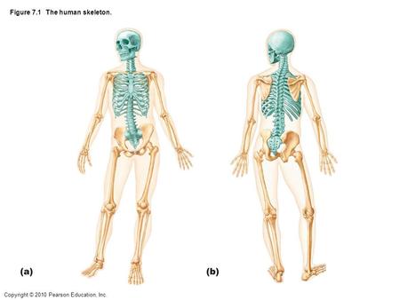 Figure 7.1 The human skeleton.