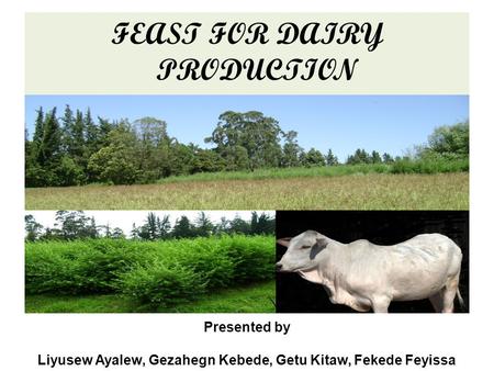 FEAST FOR DAIRY PRODUCTION Presented by Liyusew Ayalew, Gezahegn Kebede, Getu Kitaw, Fekede Feyissa.