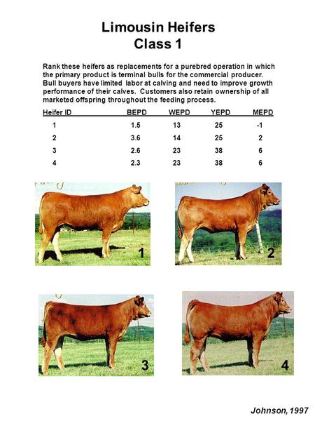 Limousin Heifers Class 1 Rank these heifers as replacements for a purebred operation in which the primary product is terminal bulls for the commercial.