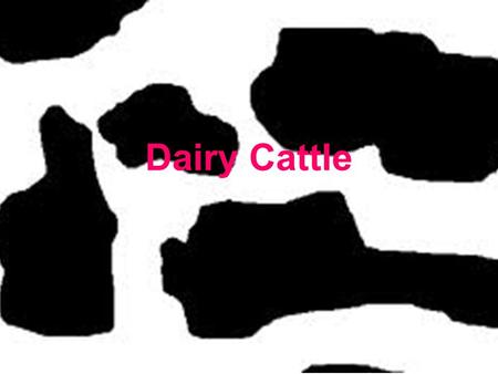 Dairy Cattle. Terms Bull: intact male Steer: neutered male Cow: female after calving Heifer: female before calving Calf: baby.