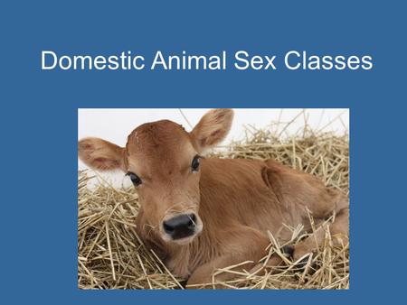 Domestic Animal Sex Classes