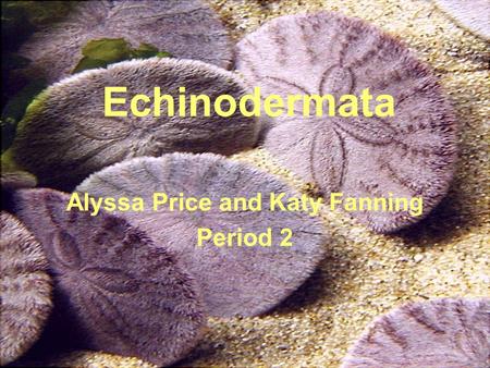 Echinodermata Alyssa Price and Katy Fanning Period 2.