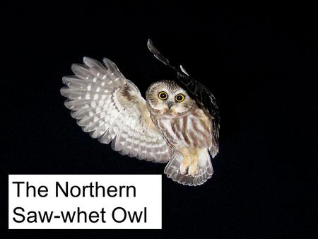 The Northern Saw-whet Owl