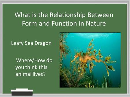 What is the Relationship Between Form and Function in Nature