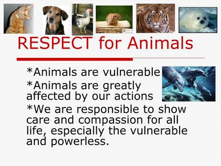RESPECT for Animals *Animals are vulnerable *Animals are greatly affected by our actions *We are responsible to show care and compassion for all life,