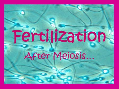 Fertilization After Meiosis…. Gonads Reproductive organs –Males have testes –Females have ovaries Gametes Reproductive cells –Males have sperm –Females.