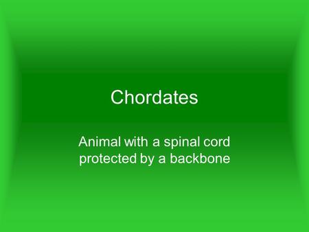 Chordates Animal with a spinal cord protected by a backbone.