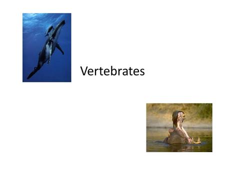 Vertebrates Fishes  All fishes are ectotherms.  Ectotherms- animals with body temperatures dependent upon the temperature of their surroundings. 