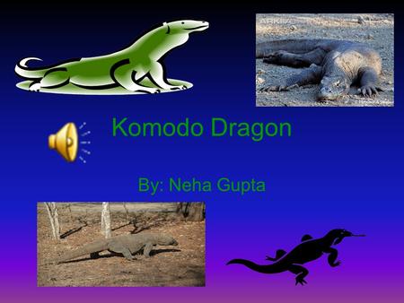 Komodo Dragon By: Neha Gupta Introduction Do you want to know about the biggest lizard in the world? The Komodo Dragon. Most people don’t know about.