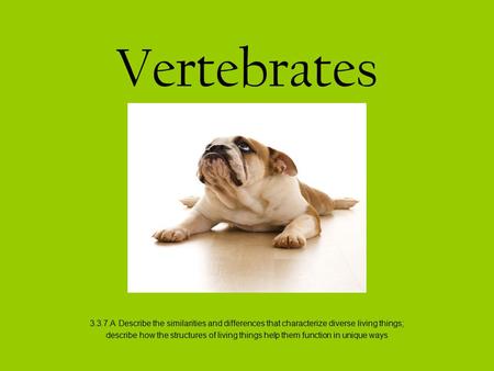 Vertebrates 3.3.7.A Describe the similarities and differences that characterize diverse living things; describe how the structures of living things help.