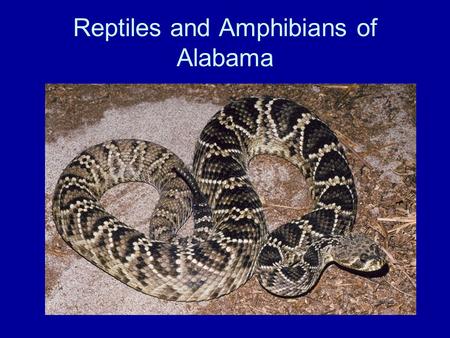 Reptiles and Amphibians of Alabama. Class Amphibia Salamanders Frogs and Toads.