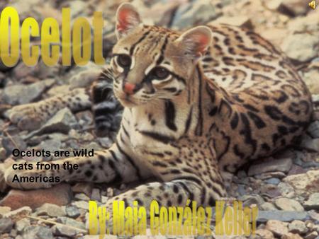 Ocelots are wild cats from the Americas.. It’s tail length is about 30 to 45 cm. It has stripes. The body is about 55 to 100 cm. Lighter fur on belly.
