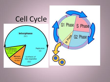 Cell Cycle. Asexual Reproduction New cells from existing cells offspring are genetically identical, produced by mitosis.