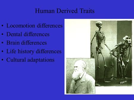 Human Derived Traits Locomotion differences Dental differences Brain differences Life history differences Cultural adaptations.