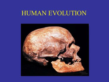 HUMAN EVOLUTION. Key Vocabulary Anthropoids – subgroup of primates Hominin (Hominid) – Paleoanthropology – Bipedal Brachiate.